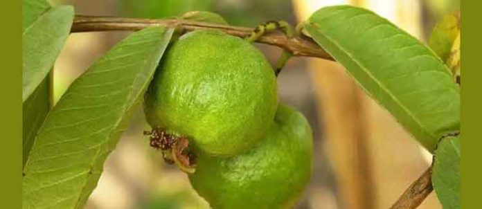 മുഖത്തെ ചുളിവകറ്റാന് പഴുക്കാത്ത പേരയ്ക്ക കഴിച്ചാല് മതി മുഖത്തെ ചുളിവകറ്റാന് പഴുക്കാത്ത പേരയ്ക്ക കഴിച്ചാല് മതി