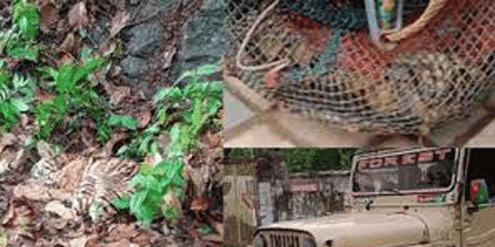 മണിയാർ കട്ടച്ചിറയിൽ അവശ നിലയിൽ കണ്ടെത്തിയ കടുവ ചത്തു മണിയാർ കട്ടച്ചിറയിൽ അവശ നിലയിൽ കണ്ടെത്തിയ കടുവ ചത്തു