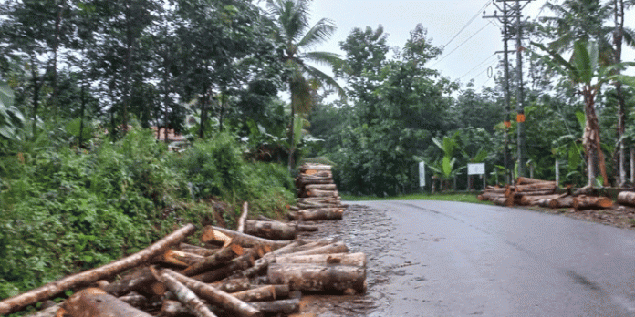 പൊതുമരാമത്ത് വകുപ്പ് റോഡുകളിൽ അനധികൃതമായി തടികൾ ഇറക്കി ഡിപ്പോയാക്കി മാറ്റുന്നതായി പരാതി പൊതുമരാമത്ത് വകുപ്പ് റോഡുകളിൽ അനധികൃതമായി തടികൾ ഇറക്കി ഡിപ്പോയാക്കി മാറ്റുന്നതായി പരാതി