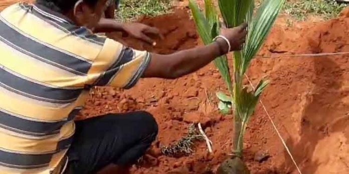 തെങ്ങിൻ കുഴിയുടെ അടിയിൽ കല്ലുപ്പ് ഇട്ട് കൊടുക്കുന്നത് എന്തിന് ? തെങ്ങിൻ കുഴിയുടെ അടിയിൽ കല്ലുപ്പ് ഇട്ട് കൊടുക്കുന്നത് എന്തിന് ?