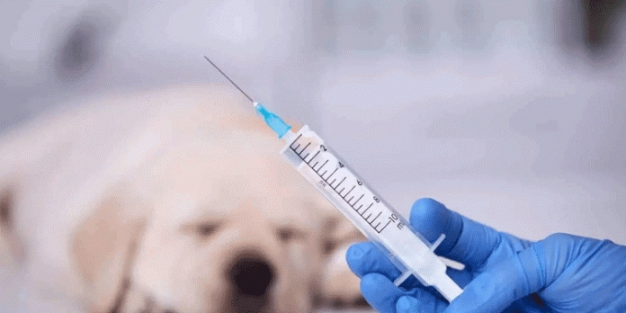 മെഴുവേലി പഞ്ചായത്തില് പേവിഷബാധക്കെതിരെയുള്ള പ്രതിരോധ കുത്തിവെപ്പ് സെപ്റ്റംബർ 25 മുതൽ മെഴുവേലി പഞ്ചായത്തില് പേവിഷബാധക്കെതിരെയുള്ള പ്രതിരോധ കുത്തിവെപ്പ് സെപ്റ്റംബർ 25 മുതൽ