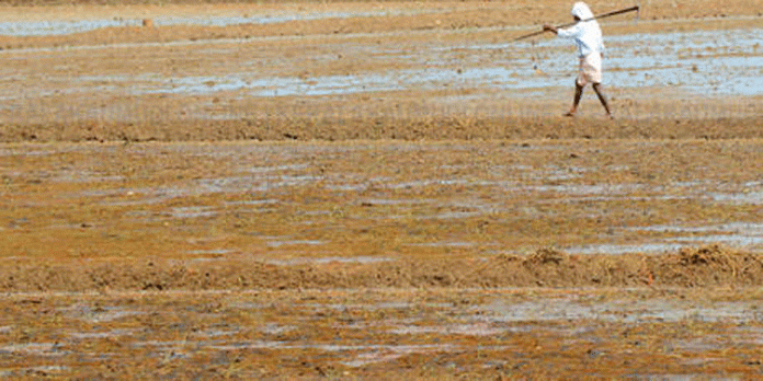 പ്രതികൂല കാലാവസ്ഥ പ്രശ്നമാക്കാതെ വിത്തെറിയാന് ഒരുങ്ങി വള്ളിക്കോടന് പാടശേഖരങ്ങള് പ്രതികൂല കാലാവസ്ഥ പ്രശ്നമാക്കാതെ വിത്തെറിയാന് ഒരുങ്ങി വള്ളിക്കോടന് പാടശേഖരങ്ങള്