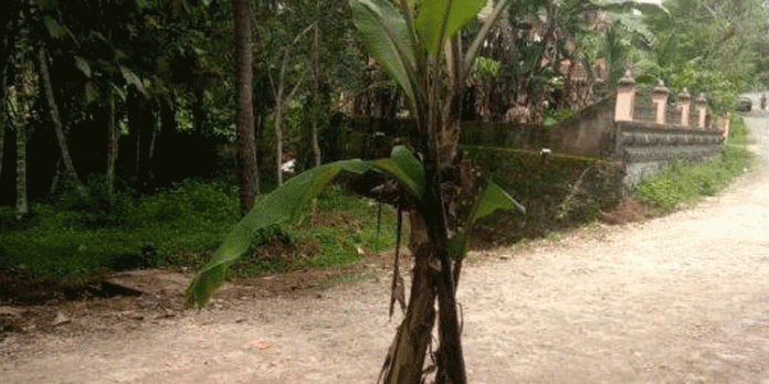 ഉള്ളന്നൂർ പൈവഴി റോഡിൽ വാഴ വെച്ച് പ്രതിഷേധിച്ചു ഉള്ളന്നൂർ പൈവഴി റോഡിൽ വാഴ വെച്ച് പ്രതിഷേധിച്ചു