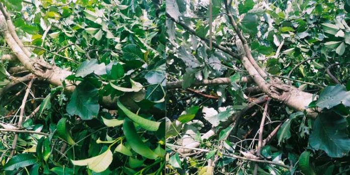 പ്രമാടത്ത് വീടിനു മുകളിലേക്ക് തേക്കുമരം ഒടിഞ്ഞുവീണു പ്രമാടത്ത് വീടിനു മുകളിലേക്ക് തേക്കുമരം ഒടിഞ്ഞുവീണു