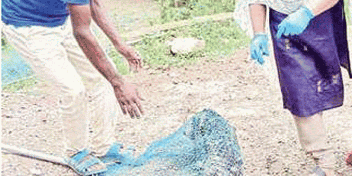 വെൺമണി പഞ്ചായത്തില് 225 തെരുവുനായകള്ക്ക് പേവിഷപ്രതിരോധ കുത്തിവെപ്പുനൽകി വെൺമണി പഞ്ചായത്തില് 225 തെരുവുനായകള്ക്ക് പേവിഷപ്രതിരോധ കുത്തിവെപ്പുനൽകി