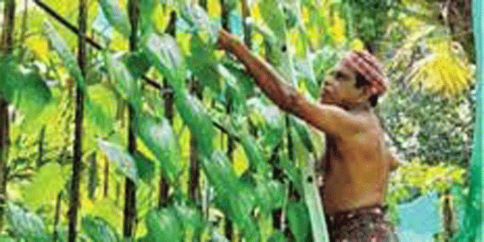വരള്ച്ച ; വെറ്റില കൃഷി കനത്ത പ്രതിസന്ധിയില് വരള്ച്ച ; വെറ്റില കൃഷി കനത്ത പ്രതിസന്ധിയില്