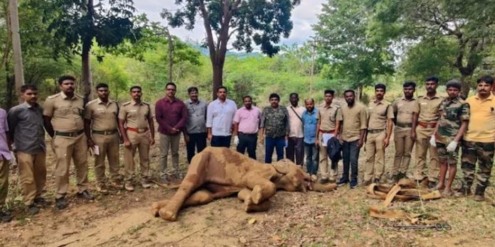 പന്നിപ്പടക്കം കടിച്ച് വായ തകര്ന്നു, ഒന്നും കഴിക്കാനാവാതെ ആനയ്ക്ക് ദാരുണാന്ത്യം പന്നിപ്പടക്കം കടിച്ച് വായ തകര്ന്നു, ഒന്നും കഴിക്കാനാവാതെ ആനയ്ക്ക് ദാരുണാന്ത്യം