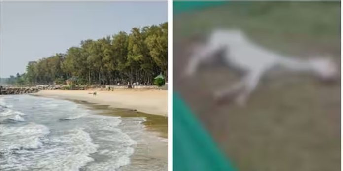 കാപ്പാട് ബീച്ചിൽ കുതിര സവാരി നടത്തിയവർ ജാഗ്രതൈ ; സവാരി നടത്തുന്ന കുതിരക്ക് പേവിഷബാധ കാപ്പാട് ബീച്ചിൽ കുതിര സവാരി നടത്തിയവർ ജാഗ്രതൈ ; സവാരി നടത്തുന്ന കുതിരക്ക് പേവിഷബാധ
