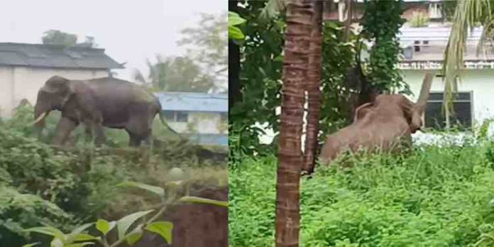 കണ്ണൂർ ഉളിക്കലിൽ ഇറങ്ങിയ കാട്ടാനയെ വെടിവെച്ച് പിടിക്കണമെന്ന് കിഫ കണ്ണൂർ ജില്ല കമ്മിറ്റി കണ്ണൂർ ഉളിക്കലിൽ ഇറങ്ങിയ കാട്ടാനയെ വെടിവെച്ച് പിടിക്കണമെന്ന് കിഫ കണ്ണൂർ ജില്ല കമ്മിറ്റി
