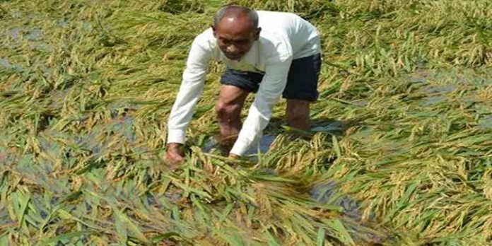 പഞ്ചാബിൽ കനത്ത മഴമൂലം വിളവെടുപ്പിന് പാകമായ നെൽകൃഷി വെള്ളത്തിൽ പഞ്ചാബിൽ കനത്ത മഴമൂലം വിളവെടുപ്പിന് പാകമായ നെൽകൃഷി വെള്ളത്തിൽ
