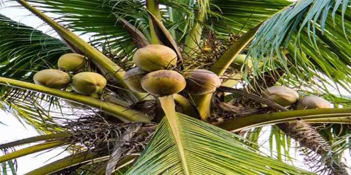 ഭക്ഷ്യഎണ്ണ ഇറക്കുമതി വർധിച്ചതോടെ നാടൻ തേങ്ങയുടെ വിലയിടിഞ്ഞു ഭക്ഷ്യഎണ്ണ ഇറക്കുമതി വർധിച്ചതോടെ നാടൻ തേങ്ങയുടെ വിലയിടിഞ്ഞു