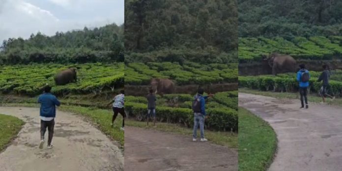 കാട് കയറാതെ പടയപ്പ ; പരിഭ്രാന്തിയിൽ നാട്ടുകാർ കാട് കയറാതെ പടയപ്പ ; പരിഭ്രാന്തിയിൽ നാട്ടുകാർ