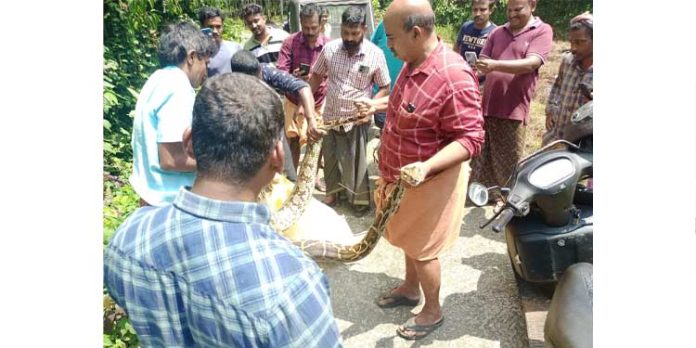 പെരുമ്പാമ്പിനെ പിടികൂടി പെരുമ്പാമ്പിനെ പിടികൂടി