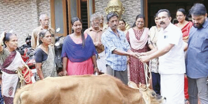 പശുക്കിടാങ്ങളുടെ വിതരണ ഉദ്ഘാടനം നടത്തി പശുക്കിടാങ്ങളുടെ വിതരണ ഉദ്ഘാടനം നടത്തി