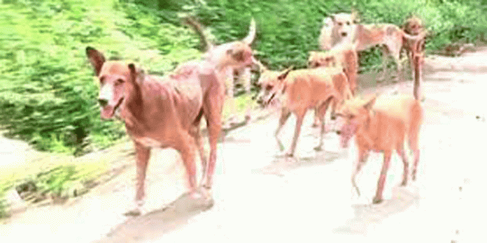 കടമ്പനാട് തെരുവുനായ ശല്യം രൂക്ഷം ; കുട്ടികളെയടക്കം നായകൾ ആക്രമിക്കുന്നു കടമ്പനാട് തെരുവുനായ ശല്യം രൂക്ഷം ; കുട്ടികളെയടക്കം നായകൾ ആക്രമിക്കുന്നു