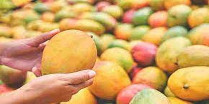 ഇന്ത്യയില് നിന്നുള്ള മാമ്പഴ കയറ്റുമതിയില് 19 ശതമാനം വര്ധന ഇന്ത്യയില് നിന്നുള്ള മാമ്പഴ കയറ്റുമതിയില് 19 ശതമാനം വര്ധന