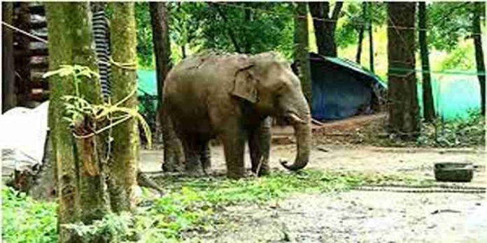 പാലക്കാട് ധോണിയെ വിറപ്പിച്ച പിടി സെവൻ കാഴ്ച വീണ്ടെടുക്കുന്നു പാലക്കാട് ധോണിയെ വിറപ്പിച്ച പിടി സെവൻ കാഴ്ച വീണ്ടെടുക്കുന്നു