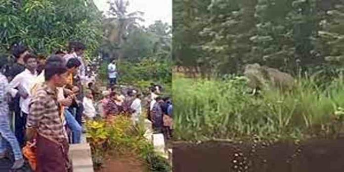 കണ്ണൂര് ജില്ലയിലെ ജനവാസ കേന്ദ്രത്തില് കാട്ടാനയിറങ്ങി കണ്ണൂര് ജില്ലയിലെ ജനവാസ കേന്ദ്രത്തില് കാട്ടാനയിറങ്ങി