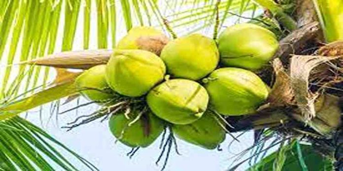 സംസ്ഥാനത്തെ നാളികേര കർഷകർ നേരിടുന്നത് ഗുരുതര പ്രതിസന്ധി സംസ്ഥാനത്തെ നാളികേര കർഷകർ നേരിടുന്നത് ഗുരുതര പ്രതിസന്ധി