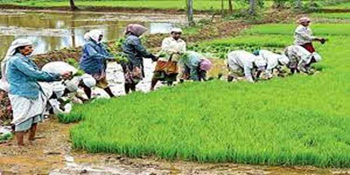 പാലക്കാട് ജില്ല വികസന സമിതി യോഗം; സംഭരിച്ചത് 1791.98 മെട്രിക് ടണ് നെല്ല് പാലക്കാട് ജില്ല വികസന സമിതി യോഗം; സംഭരിച്ചത് 1791.98 മെട്രിക് ടണ് നെല്ല്