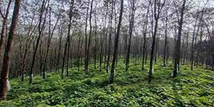 വിലയിടിവ് ; റബർ നഴ്സറികൾ കൂട്ടത്തോടെ വടക്കുകിഴക്കൻ സംസ്ഥാനങ്ങളിലേക്ക് വിലയിടിവ് ; റബർ നഴ്സറികൾ കൂട്ടത്തോടെ വടക്കുകിഴക്കൻ സംസ്ഥാനങ്ങളിലേക്ക്