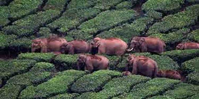 പടയപ്പക്ക് പിന്നാലെ മറ്റ് കാട്ടാനകളും ; ഭീതിയിലായി മൂന്നാര് ലാക്കാട് എസ്റ്റേറ്റിലെ തോട്ടം തോഴിലാളികള് പടയപ്പക്ക് പിന്നാലെ മറ്റ് കാട്ടാനകളും ; ഭീതിയിലായി മൂന്നാര് ലാക്കാട് എസ്റ്റേറ്റിലെ തോട്ടം തോഴിലാളികള്