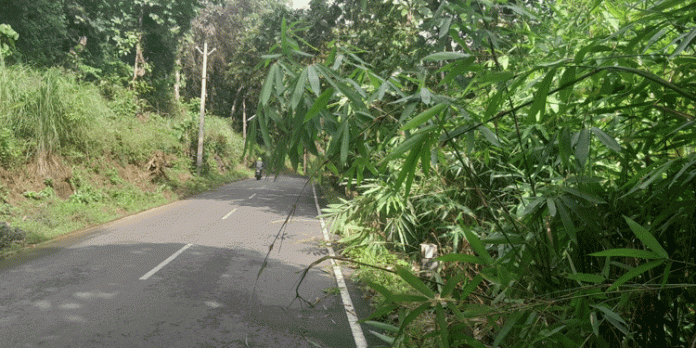 റോഡിലേക്ക് ചാഞ്ഞ ഈറ്റ തലപ്പുകൾ യാത്രക്കാർക്ക് ഭീഷണിയാകുന്നു റോഡിലേക്ക് ചാഞ്ഞ ഈറ്റ തലപ്പുകൾ യാത്രക്കാർക്ക് ഭീഷണിയാകുന്നു