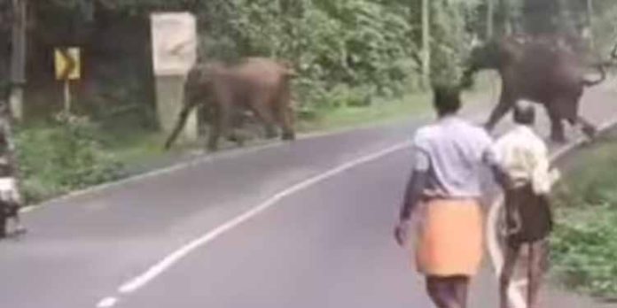 മൂന്നാറിലേക്കുള്ള പ്രധാന പാതയിലൂടെ നടന്ന് നീങ്ങി കാട്ടാന കൂട്ടം മൂന്നാറിലേക്കുള്ള പ്രധാന പാതയിലൂടെ നടന്ന് നീങ്ങി കാട്ടാന കൂട്ടം