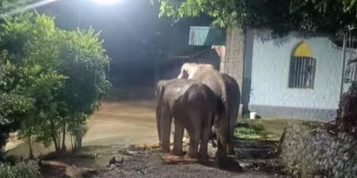 വീണ്ടും റേഷന് കട തകര്ത്ത് കാട്ടാനക്കൂട്ടം ; നടപടി വേണമെന്ന് നാട്ടുകാര് വീണ്ടും റേഷന് കട തകര്ത്ത് കാട്ടാനക്കൂട്ടം ; നടപടി വേണമെന്ന് നാട്ടുകാര്