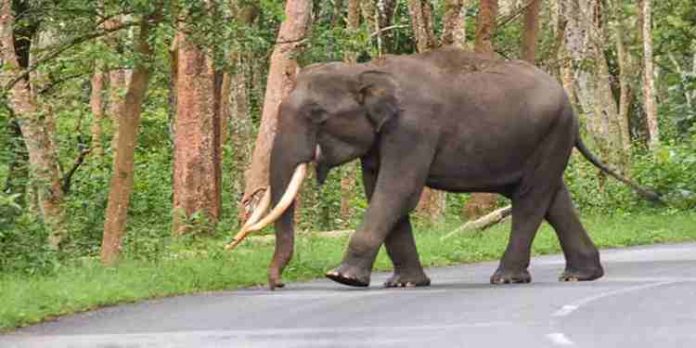 മൂന്നാറിലെ ജനവാസ മേഖലയിൽ വീണ്ടും പടയപ്പ ഇറങ്ങി മൂന്നാറിലെ ജനവാസ മേഖലയിൽ വീണ്ടും പടയപ്പ ഇറങ്ങി