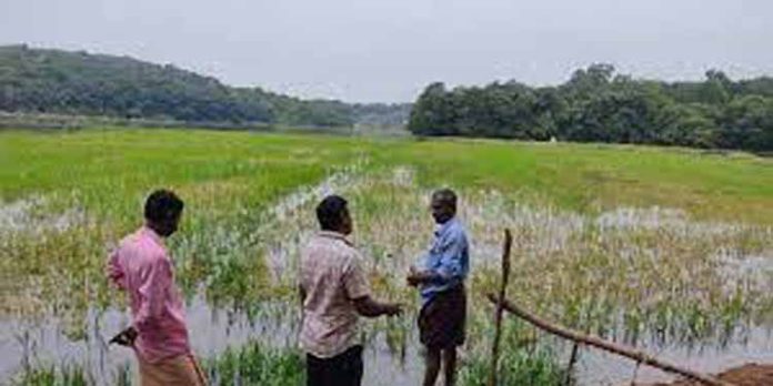 കരിങ്ങാലി പാടശേഖരത്തിൽ കൃഷിയിറക്കുന്നത് വൈകും കരിങ്ങാലി പാടശേഖരത്തിൽ കൃഷിയിറക്കുന്നത് വൈകും