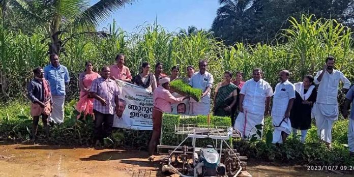 നെല്കൃഷി നടീല് ഉദ്ഘാടനം നടന്നു നെല്കൃഷി നടീല് ഉദ്ഘാടനം നടന്നു