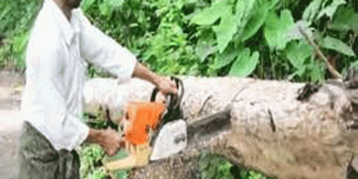 അപകടാവസ്ഥയിൽ നിന്ന മരങ്ങൾ മുറിച്ചുനീക്കിയതിന്റെ കൂലി വനംവകുപ്പ് നൽകുന്നില്ലെന്ന് ആരോപണം അപകടാവസ്ഥയിൽ നിന്ന മരങ്ങൾ മുറിച്ചുനീക്കിയതിന്റെ കൂലി വനംവകുപ്പ് നൽകുന്നില്ലെന്ന് ആരോപണം