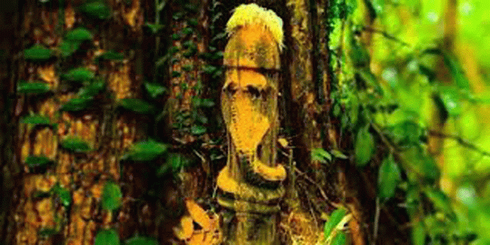 കൊടുങ്ങൂർ ആയില്യംകാവ് നാഗരാജ മൂലക്ഷേത്രത്തിലെ വാർഷിക ഉത്സവം എട്ട്, ഒൻപത് തീയതികളിൽ നടത്തും കൊടുങ്ങൂർ ആയില്യംകാവ് നാഗരാജ മൂലക്ഷേത്രത്തിലെ വാർഷിക ഉത്സവം എട്ട്, ഒൻപത് തീയതികളിൽ നടത്തും