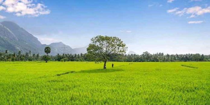 ലളിതം സുന്ദരം ; പാലക്കാടിന്റെ സ്വന്തം കൊല്ലങ്കോടേക്ക് ഒരു യാത്ര ലളിതം സുന്ദരം ; പാലക്കാടിന്റെ സ്വന്തം കൊല്ലങ്കോടേക്ക് ഒരു യാത്ര