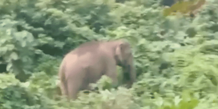 കോന്നിയിൽ കാട്ടാനയാക്രമണം ; ഇരുചക്ര വാഹന യാത്രക്കാർ രക്ഷപെട്ടത് തലനാരിഴയ്ക്ക് കോന്നിയിൽ കാട്ടാനയാക്രമണം ; ഇരുചക്ര വാഹന യാത്രക്കാർ രക്ഷപെട്ടത് തലനാരിഴയ്ക്ക്