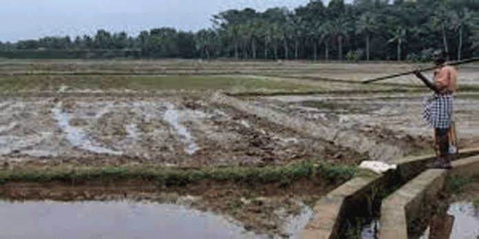 മഴ ; വള്ളിക്കോടന് പാടശേഖരങ്ങളില് മകരക്കൃഷി പ്രതിസന്ധിയില് മഴ ; വള്ളിക്കോടന് പാടശേഖരങ്ങളില് മകരക്കൃഷി പ്രതിസന്ധിയില്