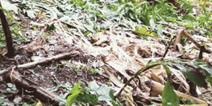 മലയോര മേഖലയിലെ വ്യാപകമായ കാട്ടുമൃഗശല്യത്തില് പൊറുതി മുട്ടി കര്ഷകര് മലയോര മേഖലയിലെ വ്യാപകമായ കാട്ടുമൃഗശല്യത്തില് പൊറുതി മുട്ടി കര്ഷകര്