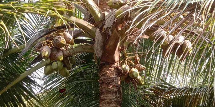 കേരകര്ഷകരെ ദുരിതത്തിലാക്കി മണ്ഡരി ബാധ കേരകര്ഷകരെ ദുരിതത്തിലാക്കി മണ്ഡരി ബാധ