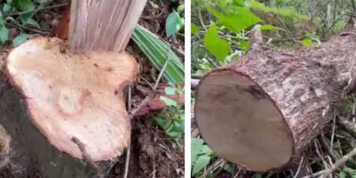 മലപ്പുറം എടയൂരില് ചന്ദനം മുറിക്കാനെത്തിയ കള്ളനെ പിടികൂടി നാട്ടുകാർ മലപ്പുറം എടയൂരില് ചന്ദനം മുറിക്കാനെത്തിയ കള്ളനെ പിടികൂടി നാട്ടുകാർ