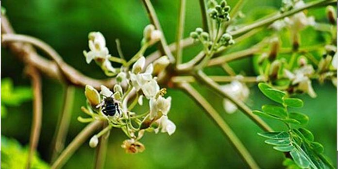 മുരിങ്ങപ്പൂവ് കഴിക്കുന്നത് ഈ രോഗത്തെ തടഞ്ഞേക്കാം… മുരിങ്ങപ്പൂവ് കഴിക്കുന്നത് ഈ രോഗത്തെ തടഞ്ഞേക്കാം…