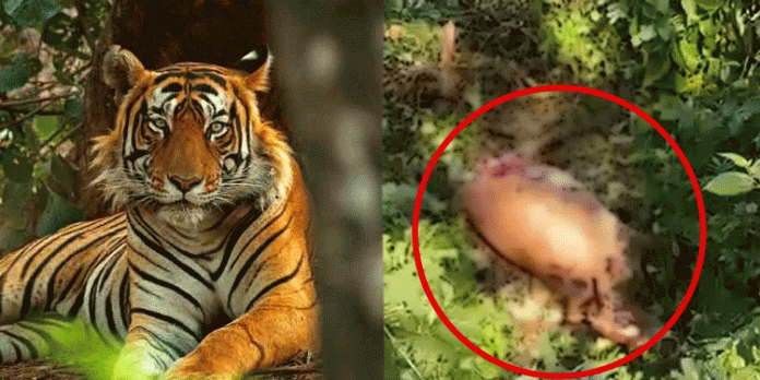 മുണ്ടക്കയം റ്റിആർ ആന്റ് റ്റി എസ്റ്റേറ്റില് കടുവയുടെ ആക്രമണം മുണ്ടക്കയം റ്റിആർ ആന്റ് റ്റി എസ്റ്റേറ്റില് കടുവയുടെ ആക്രമണം