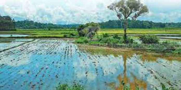 ഇലന്തൂര് ഗ്രാമപഞ്ചായത്തില് മുണ്ടകന് നെല്കൃഷിക്ക് തുടക്കമായി ഇലന്തൂര് ഗ്രാമപഞ്ചായത്തില് മുണ്ടകന് നെല്കൃഷിക്ക് തുടക്കമായി