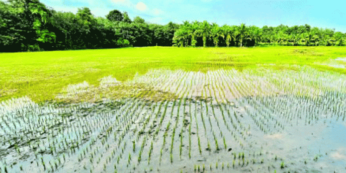 സുഭിക്ഷ കേരളം പദ്ധതി ; കൈപ്പട്ടൂർ കീക്കുളം ഏലായിൽ നെൽകൃഷി തുടങ്ങി സുഭിക്ഷ കേരളം പദ്ധതി ; കൈപ്പട്ടൂർ കീക്കുളം ഏലായിൽ നെൽകൃഷി തുടങ്ങി