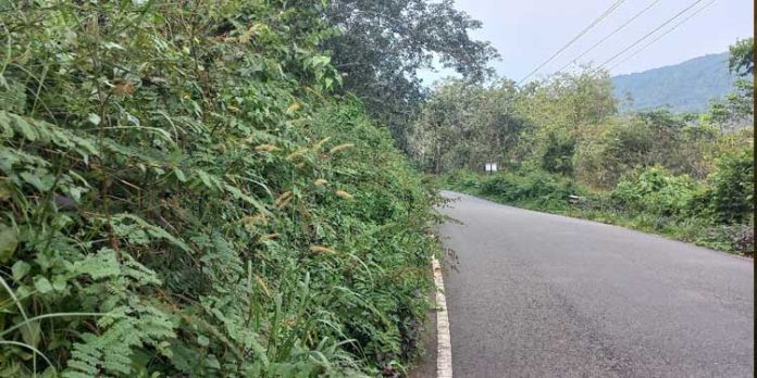 ശബരിമല അനുബന്ധ പാതകള് കാടുമൂടി കിടക്കുന്നതായി ആക്ഷേപം ശബരിമല അനുബന്ധ പാതകള് കാടുമൂടി കിടക്കുന്നതായി ആക്ഷേപം