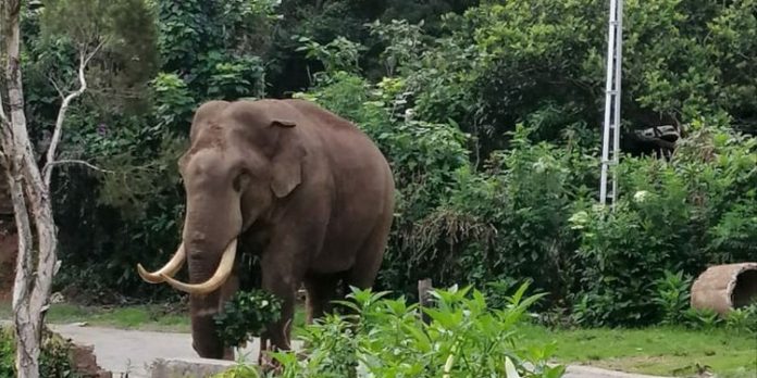 വീണ്ടും ജനവാസ മേഖലയിൽ പടയപ്പ ; ബസ് കാത്തിരിപ്പ് കേന്ദ്രവും കൃഷിയും നശിപ്പിച്ചു വീണ്ടും ജനവാസ മേഖലയിൽ പടയപ്പ ; ബസ് കാത്തിരിപ്പ് കേന്ദ്രവും കൃഷിയും നശിപ്പിച്ചു