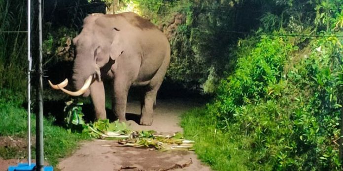 ഇടുക്കി മുന്നാർ ചെണ്ടുവരെ എസ്റ്റേറ്റിൽ നിന്നും പിൻവാങ്ങാതെ പടയപ്പ ഇടുക്കി മുന്നാർ ചെണ്ടുവരെ എസ്റ്റേറ്റിൽ നിന്നും പിൻവാങ്ങാതെ പടയപ്പ