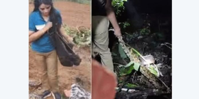 തിരുവനന്തപുരത്തെ മലയോര മേഖലയിൽ പെരുമ്പാമ്പ് ശല്യം രൂക്ഷം തിരുവനന്തപുരത്തെ മലയോര മേഖലയിൽ പെരുമ്പാമ്പ് ശല്യം രൂക്ഷം