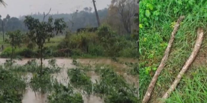 ഇടുക്കിയിൽ വൈദ്യുതാഘാതമേറ്റ് അച്ഛനും മക്കളും മരിച്ചു ഇടുക്കിയിൽ വൈദ്യുതാഘാതമേറ്റ് അച്ഛനും മക്കളും മരിച്ചു