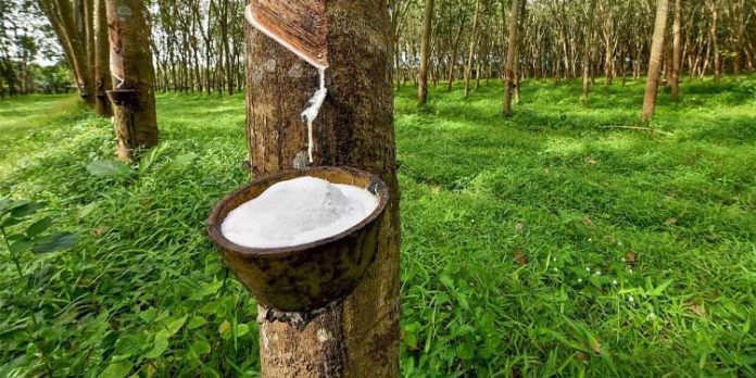 സീസണ് ആയതോടെ സംഘടിതമായി റബര് വില ഇടിക്കാൻ ടയര് കമ്പനികള് ശ്രമം തുടങ്ങി സീസണ് ആയതോടെ സംഘടിതമായി റബര് വില ഇടിക്കാൻ ടയര് കമ്പനികള് ശ്രമം തുടങ്ങി